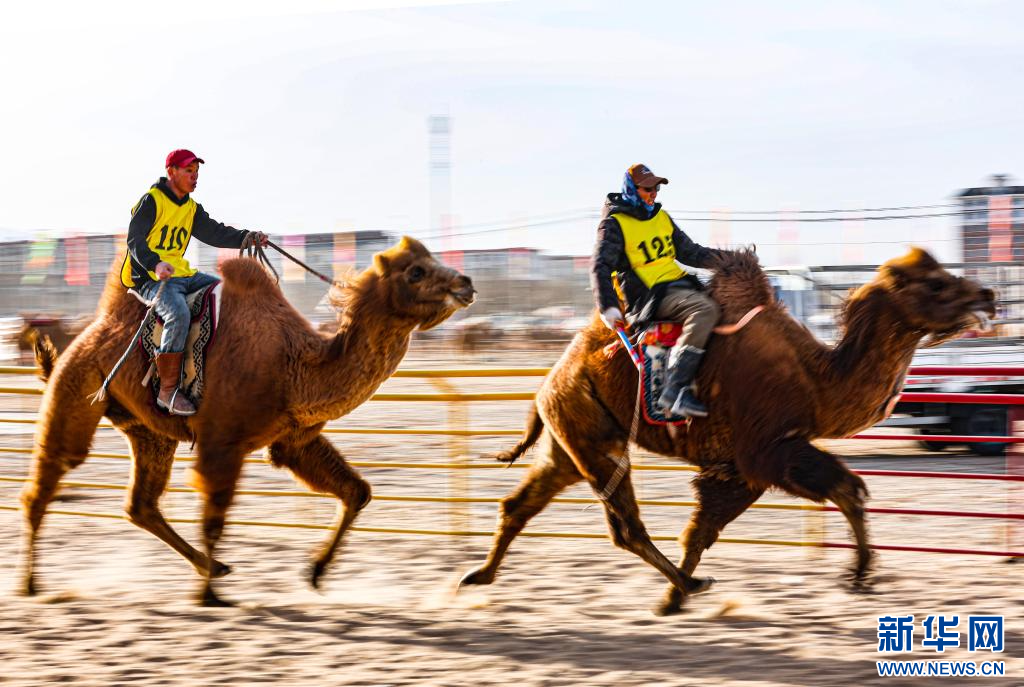 3月7日，賽駝手在6000米成年駱駝場地速度賽比賽中.jpg