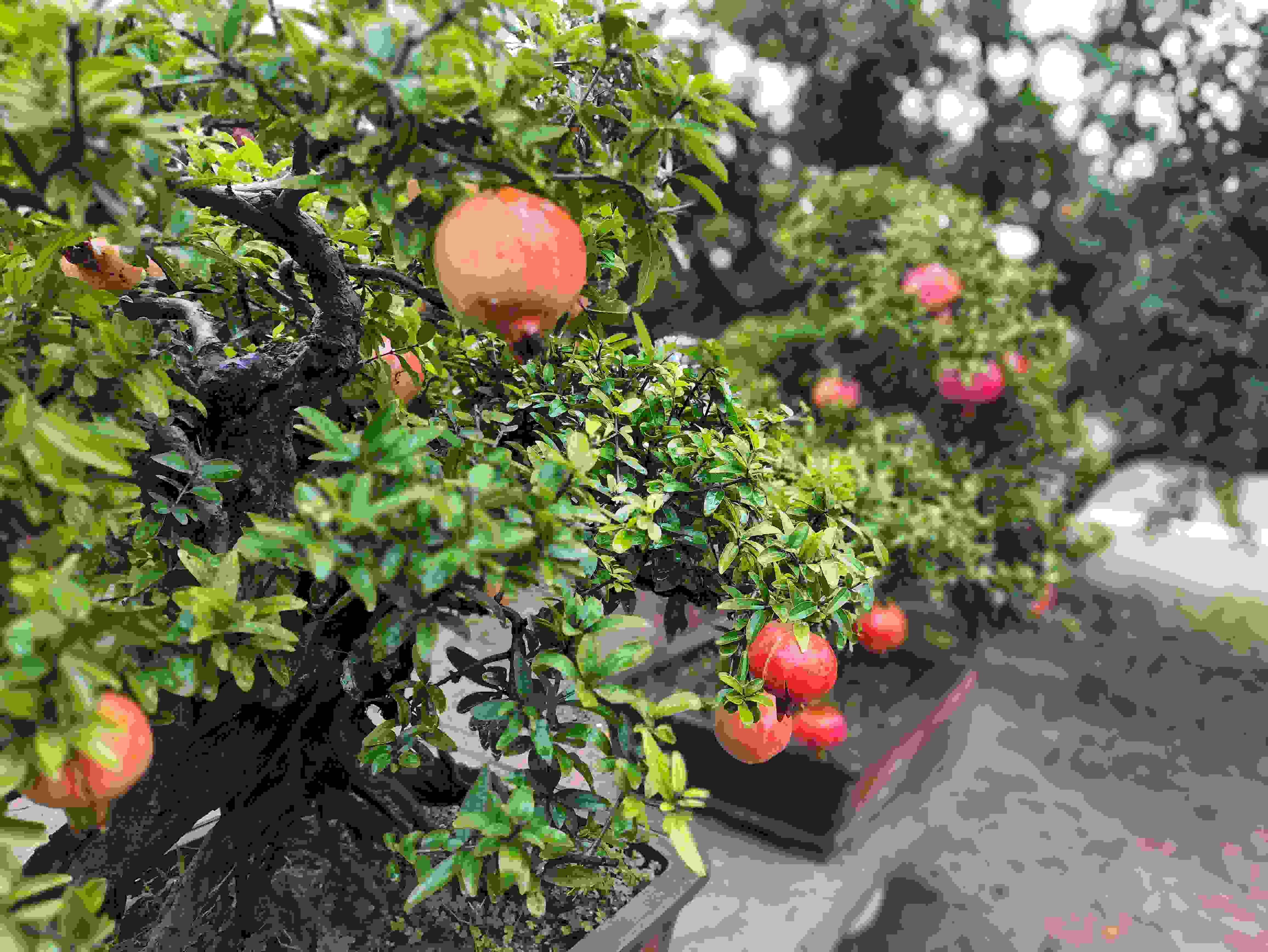 △石榴的發(fā)展帶動了當?shù)厥衽杈爱a業(yè)。（總臺央視記者鐘信偉拍攝）