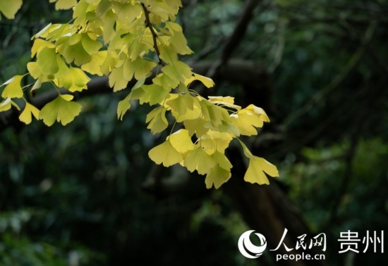 觀山湖公園秋意漸濃。人民網(wǎng) 陽茜攝