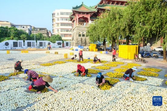11月25日，在廣東省江門市新會區(qū)一處空地，人們對新會柑皮進(jìn)行翻皮晾曬。