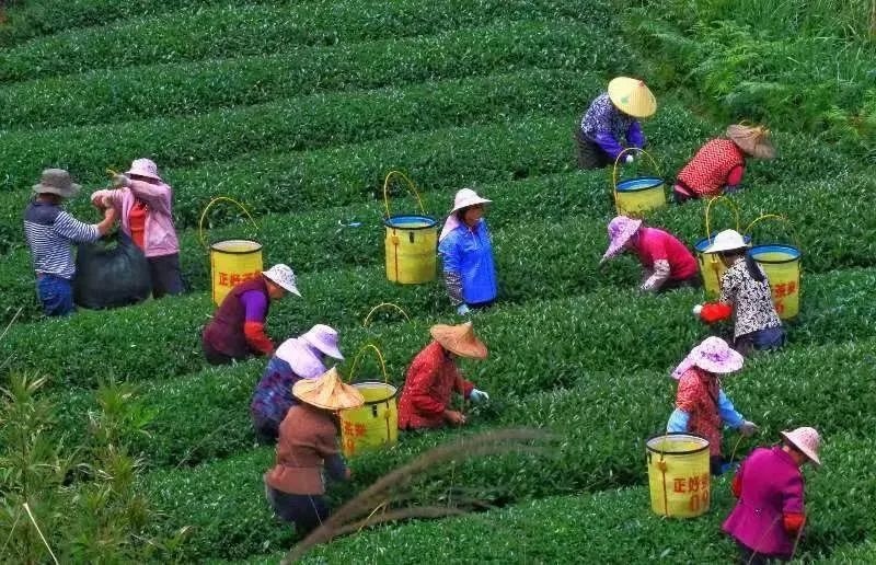 △軍營(yíng)村茶農(nóng)在茶園采茶。