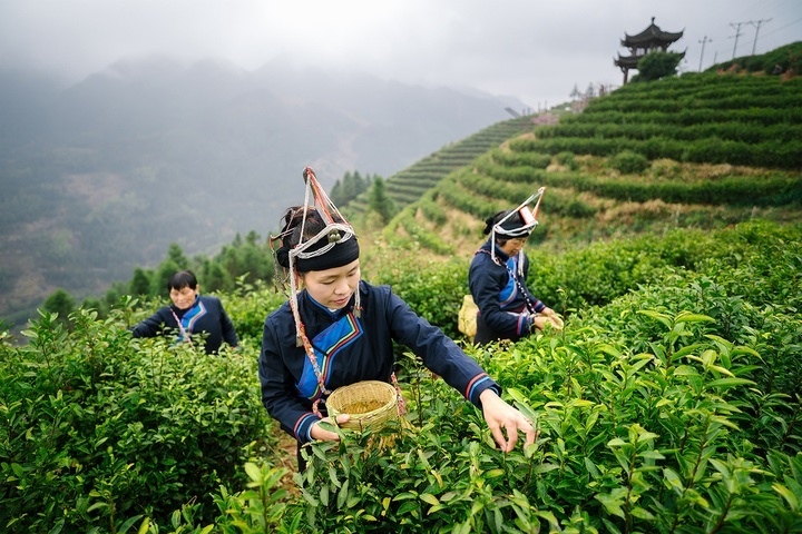 惠明茶采摘。供圖 共享聯(lián)盟·景寧