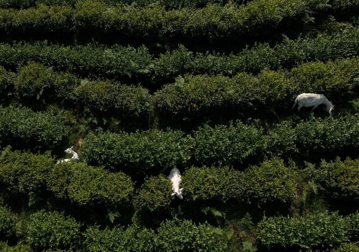 惠明茶園，養(yǎng)羊控草。供圖 共享聯(lián)盟·景寧