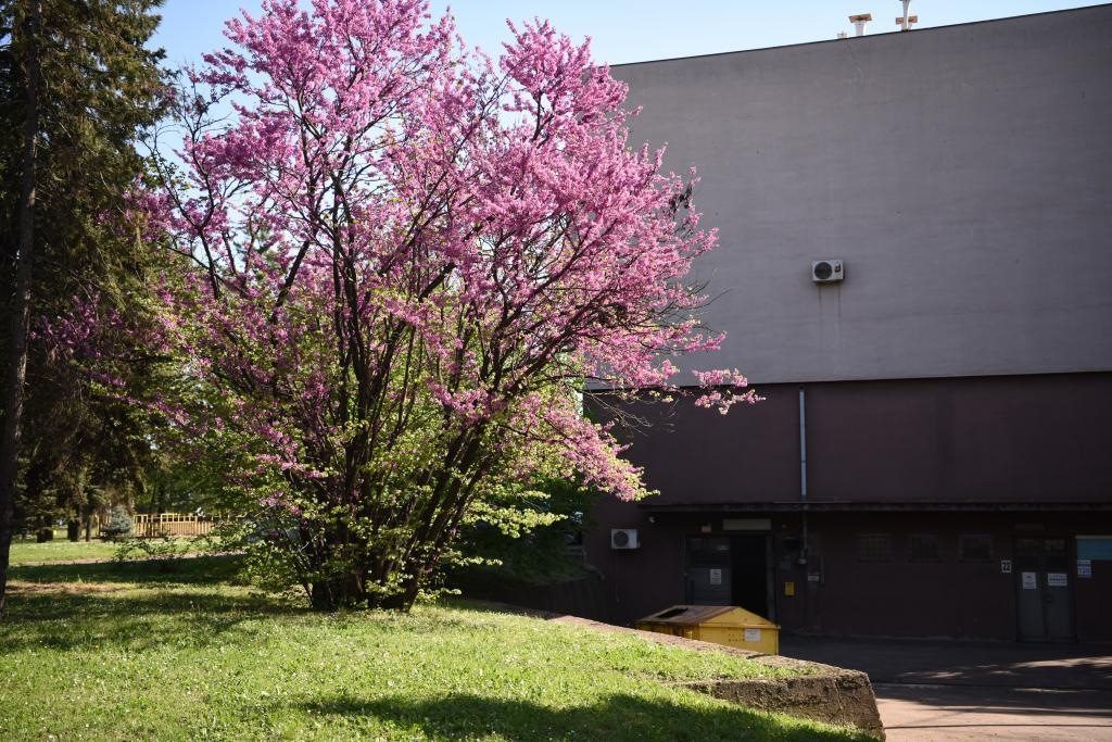 斯梅戴雷沃鋼廠里盛開的南歐紫荊花。