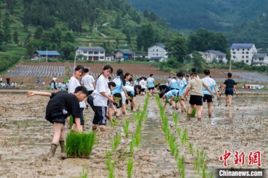 圖為5月21日，綏陽縣旺草中學學生在旺草萬畝大壩體驗插秧。唐哲 攝