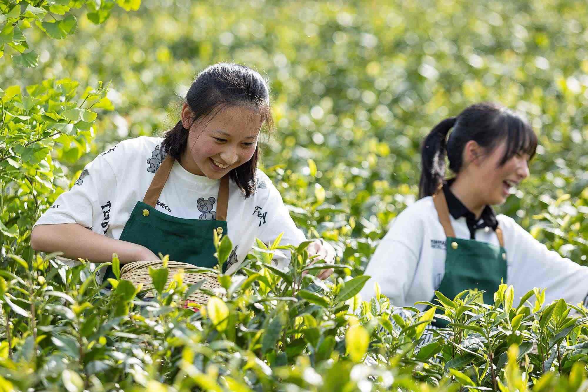 浙江安吉，游客在茶園里體驗采茶