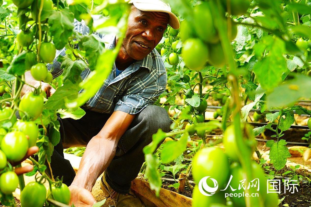 肯尼亞納庫魯郡，當(dāng)?shù)剞r(nóng)民喬納·卡蘭賈家的溫室大棚里，番茄長勢喜人。人民網(wǎng)記者 黃煒鑫攝