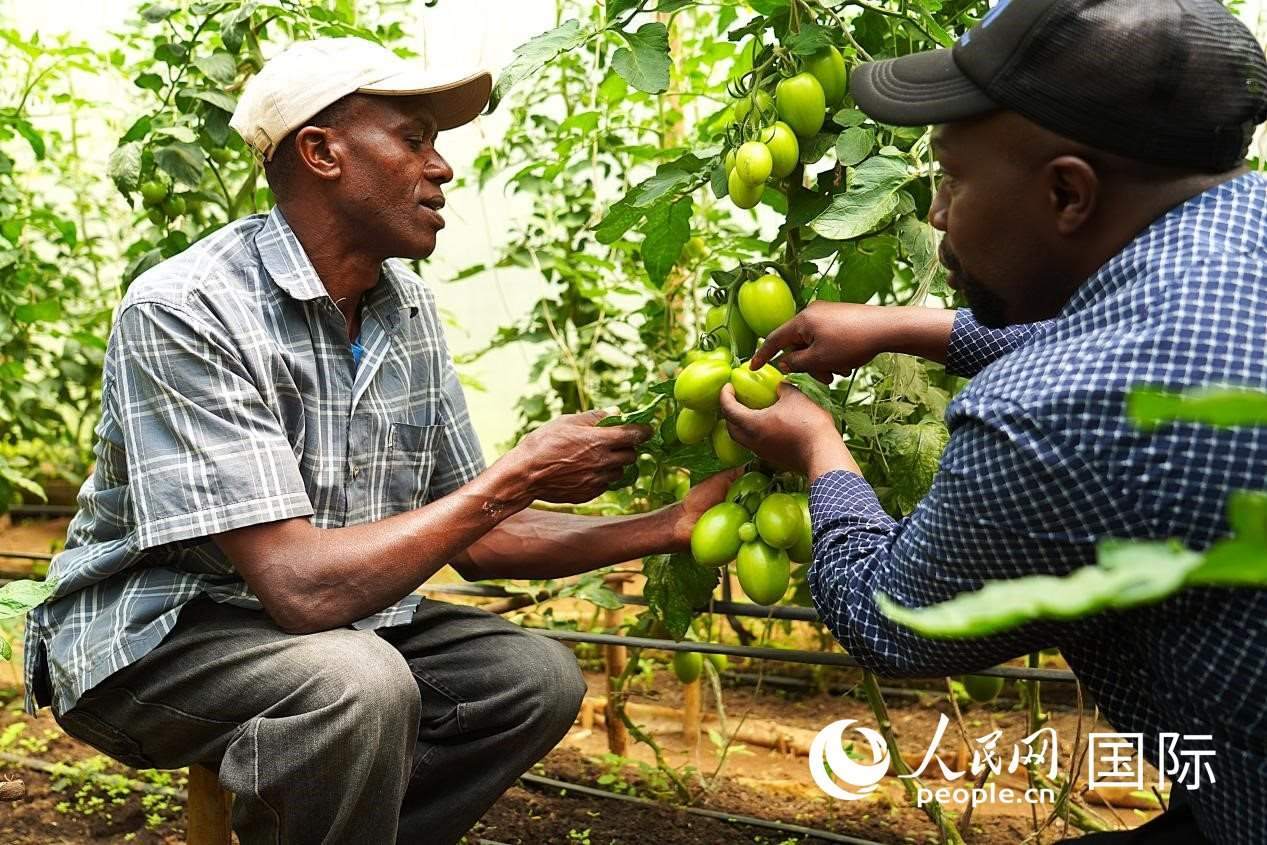 肯尼亞納庫魯郡，埃格頓大學(xué)園藝學(xué)專家史蒂芬·吉藤古在溫室大棚里指導(dǎo)當(dāng)?shù)剞r(nóng)民喬納·卡蘭賈種植番茄。人民網(wǎng)記者 黃煒鑫攝