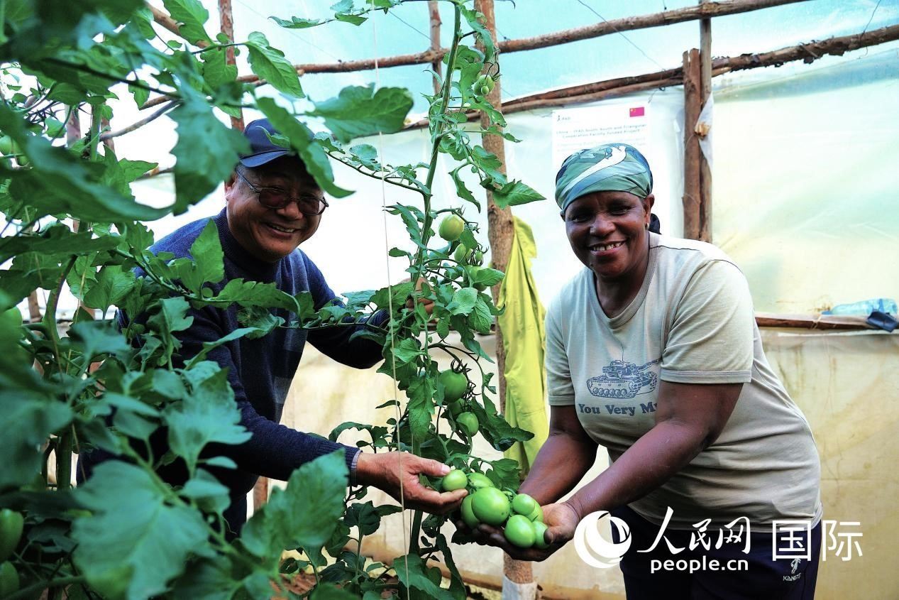 肯尼亞納庫魯郡，南京農(nóng)業(yè)大學(xué)援非專家劉高瓊和當(dāng)?shù)剞r(nóng)民瑪麗·姆旺吉在溫室大棚里查看番茄種植情況。人民網(wǎng)記者 黃煒鑫攝