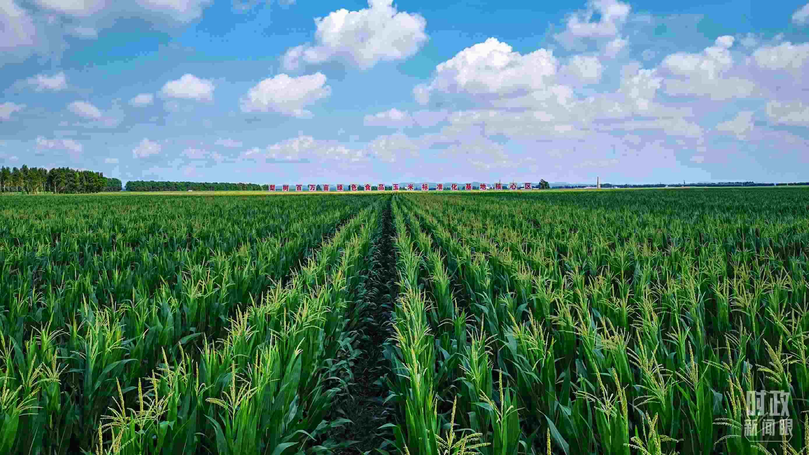 △吉林四平，梨樹縣地處黃金玉米帶。（總臺央視記者張曉鵬拍攝）