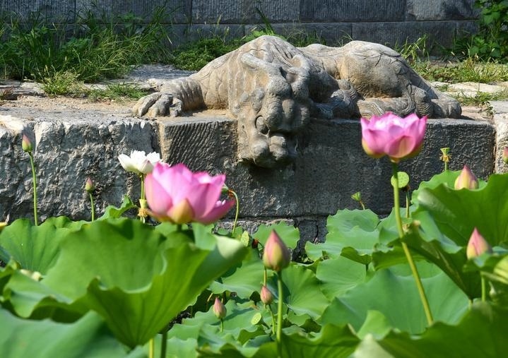 萬寧橋位于北京地安門外大街中部、什剎海東岸，是北京中軸線上最古老的橋梁，至今已有700多年歷史。近年來，北京市持續(xù)為萬寧橋“瘦身減負(fù)”，橋體風(fēng)貌得以完整展現(xiàn)，方便游客走近欣賞，深入了解古橋承載的價(jià)值和內(nèi)涵。這是2023年7月18日拍攝的北京萬寧橋橋東的鎮(zhèn)水獸。